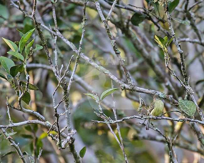 Mishana Tyrannulet (Zimmerius villarejoi) in northern Peru. stock-image by Agami/Pete Morris,
