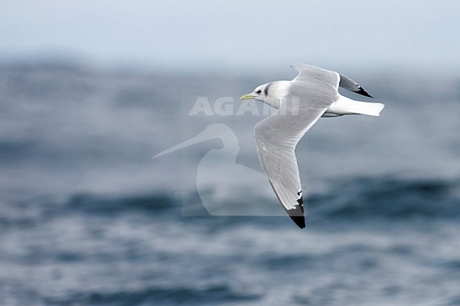 Adulte Drieteenmeeuw in winterkleed; Adult Black-legged Kittiwake in winter plumage stock-image by Agami/Martijn Verdoes,