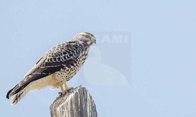 Immature Swainson's Hawk, Buteo swainsoni, at Twin Falls, Idaho, United States. Perched at a pole during autumn. stock-image by Agami/Ian Davies,
