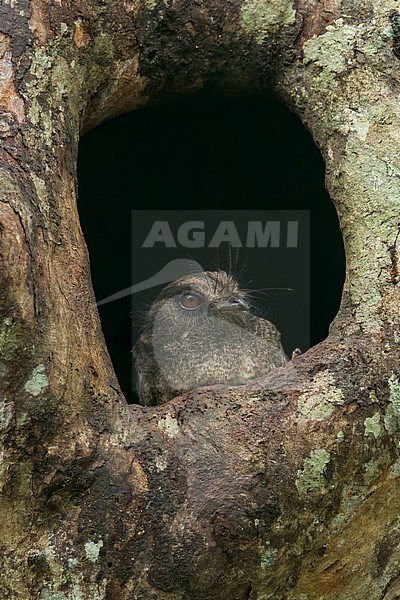 Barred Owlet-nightjar (Aegotheles bennettii)  looking out from hole in roost tree, Varirata National Park Papua New Guinea stock-image by Agami/Dubi Shapiro,