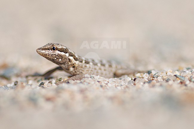Masirah's Gecko (Pristurus masirahensis) taken the 01/03/2023 at Hilf, Masirah - Oman. stock-image by Agami/Nicolas Bastide,