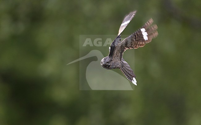 Male European Nightjar (Caprimulgus europaeus) in flight at dusk with green background at Bornholm, Denmark stock-image by Agami/Helge Sorensen,