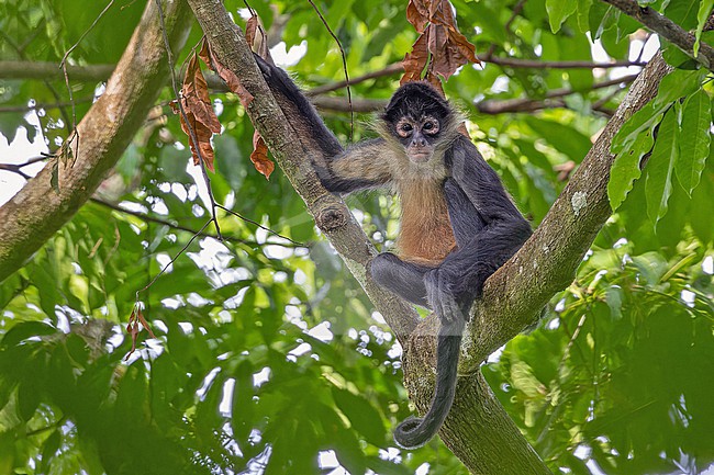 Geoffroy's spider monkey (Ateles geoffroyi) in Panama.. Also known as the black-handed spider monkey or the Central American spider monkey. stock-image by Agami/Pete Morris,