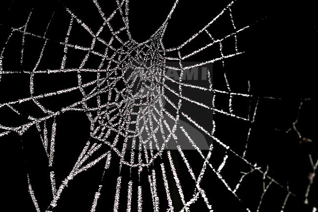 Berijpte spinnenweb, Frosted spider web stock-image by Agami/Wil Leurs,