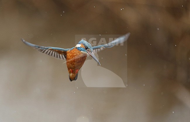 Common Kingfisher, Alcedo atthis, hovering over creek at Nivå, Denmark stock-image by Agami/Helge Sorensen,