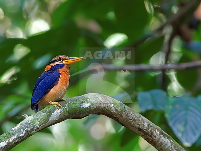 Maleise Bosijsvogel, Rufous-collared Kingfisher stock-image by Agami/Alex Vargas,
