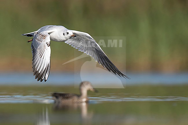 Opvliegende kokmeeuw stock-image by Agami/Han Bouwmeester,