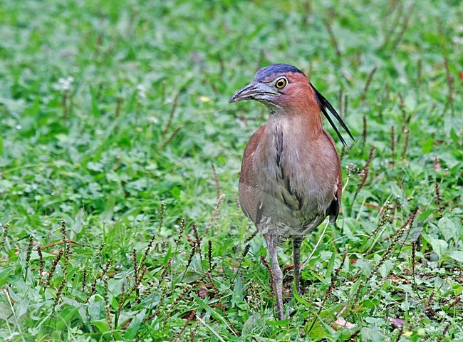 Indische Kwak, Malayan Night-Heron stock-image by Agami/Pete Morris,
