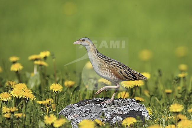 Corn Crake standing in grassland; Kwartelkoning staand in grasland stock-image by Agami/Jari Peltomäki,