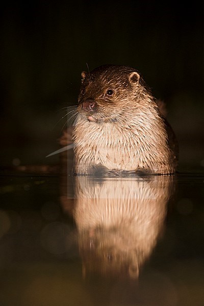 European Otter (Lutra Lutra) forging at night stock-image by Agami/Alain Ghignone,