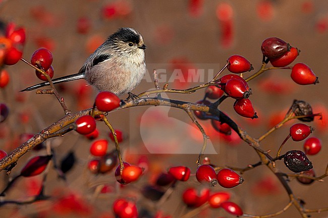 Long-tailed Tit (Aegithalos caudatus) in Italy. stock-image by Agami/Daniele Occhiato,