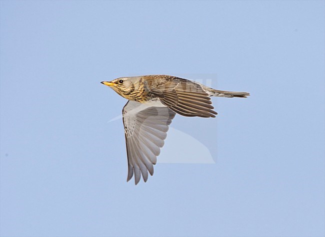 Kramsvogel in de vlucht; Fieldfare in flight stock-image by Agami/Marc Guyt,