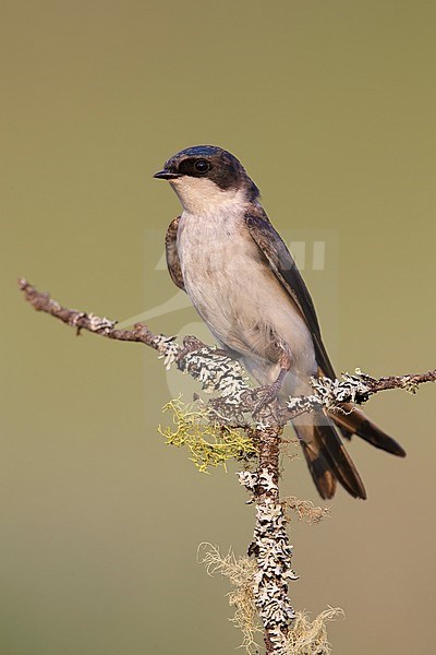 Adult female
Kamloops, B.C.
June 2015 stock-image by Agami/Brian E Small,