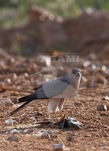 Balkansperwer op een prooi; Levant Sparrowhawk on prey stock-image by Agami/Markus Varesvuo,