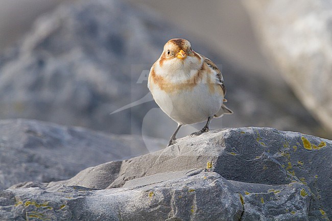 Snow Bunting, Plectrophenax nivalis, in winter plumage sitting on basalt rocks part of small flock wintering. at North Sea coast. Adult female of nominate subspecies nivalis front view. stock-image by Agami/Menno van Duijn,