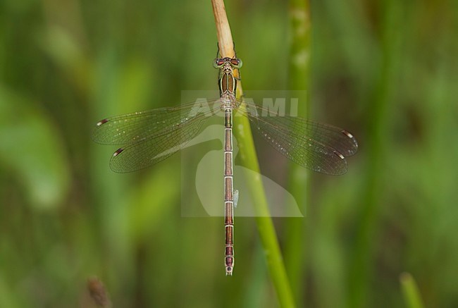 Imago Zwervende pantserjuffer; Adult Migrant Spreadwing; Adult Southern Emerald dragonfly stock-image by Agami/Fazal Sardar,