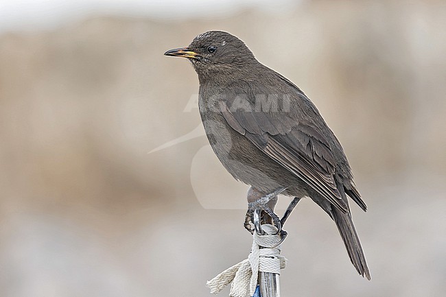 Blackish cinclodes (Cinclodes antarcticus maculirostris) in Southern Argentina. This subspecies sometimes split as black cinclodes. stock-image by Agami/Pete Morris,