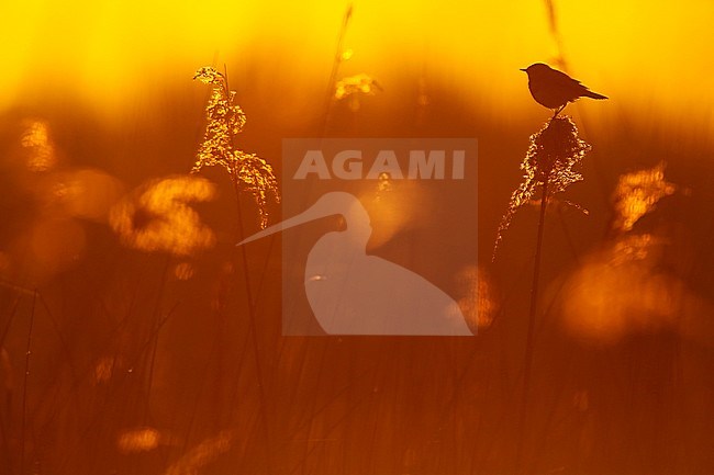 Blauwborst; Bluethroat; stock-image by Agami/Chris van Rijswijk,