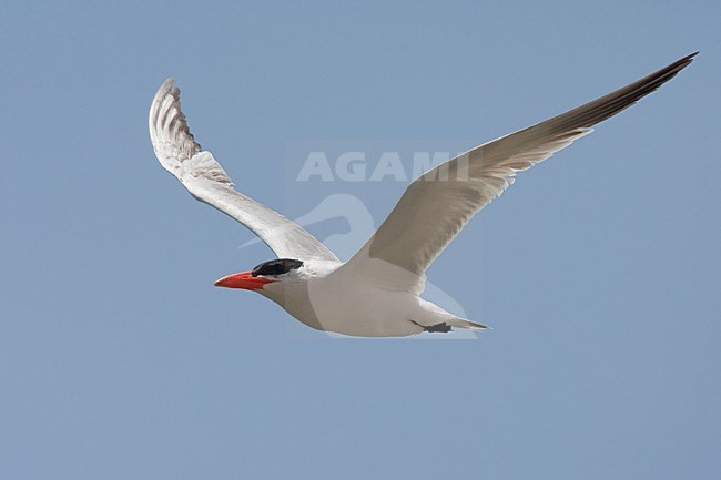 Adulte Reuzenstern in vlucht; Adult Caspian Tern in flight stock-image by Agami/Daniele Occhiato,