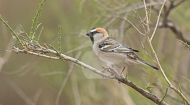 Saxaul Sparrow (Passer ammodendri) at his breeding grounds in southern Kazachstan stock-image by Agami/Eduard Sangster,