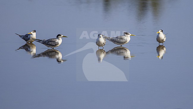 A flock of Greater Crested Tern (Thalasseus bergii) together, mostly adults, some immature. stock-image by Agami/Lennart Verheuvel,