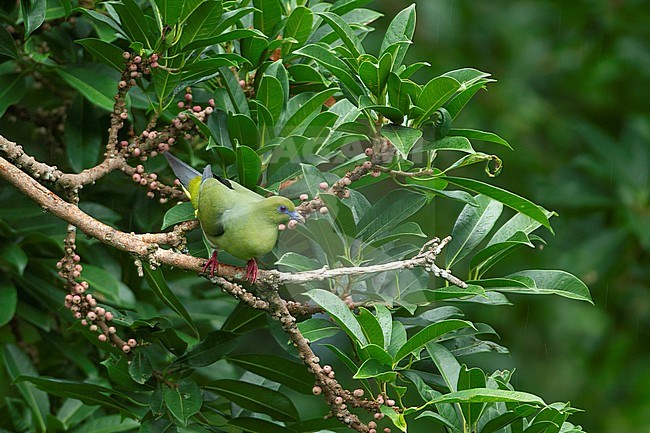 Yellow-vented Green Pigeon (Treron seimundi) perched in a tree at Kaeng Krachan National Park, Thailand stock-image by Agami/Helge Sorensen,