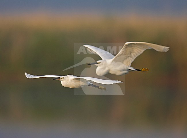 Kleine Zilverreiger vliegend; Little Egret flying stock-image by Agami/Markus Varesvuo,