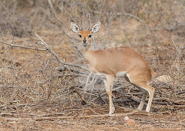 Steenbok (Raphicerus campestris) in South Africa. Also known as the steinbuck or steinbok. stock-image by Agami/Pete Morris,