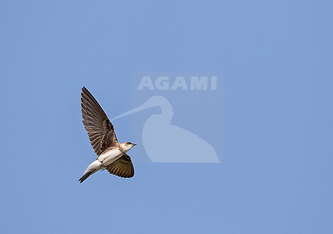 Brown-chested martin, Progne tapera, in Paraguay. stock-image by Agami/Pete Morris,