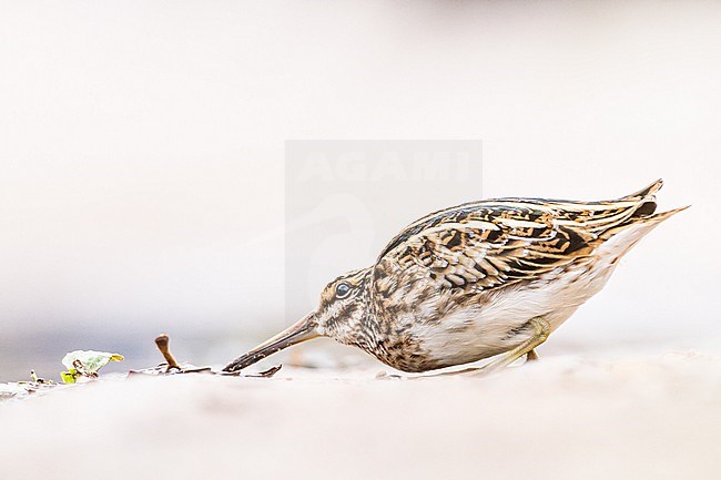 Bokje, Jack Snipe, Lymnocryptes minimus stock-image by Agami/Menno van Duijn,