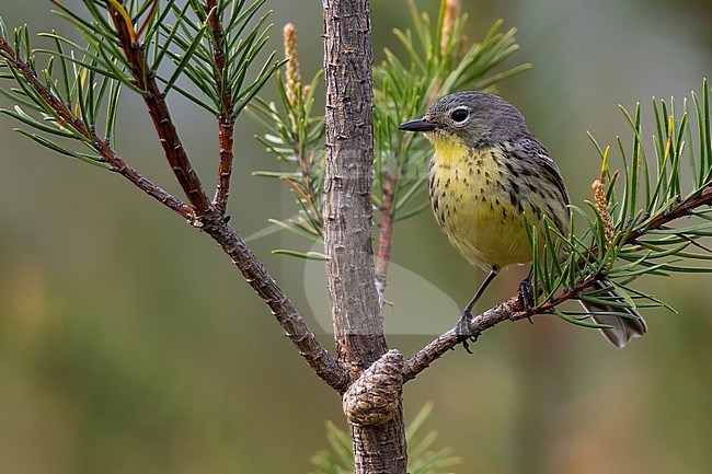 Kirtland's Warbler (Setophaga kirtlandii) adult male perched on a branch stock-image by Agami/Dubi Shapiro,