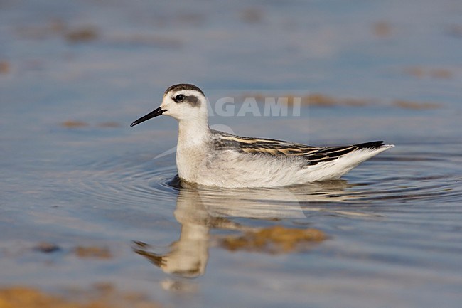Grauwe Franjepoot; Red-necked Phalarope stock-image by Agami/Arie Ouwerkerk,
