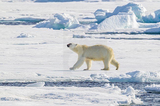 Mother near her Polar Bear cub observed from the lower deck of the Polarstern - AWI Expedition in Haussgarden, Greenland sea. stock-image by Agami/Vincent Legrand,