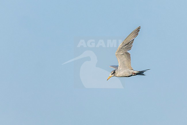 Immature River Tern (Sterna aurantia) in India. stock-image by Agami/Marc Guyt,