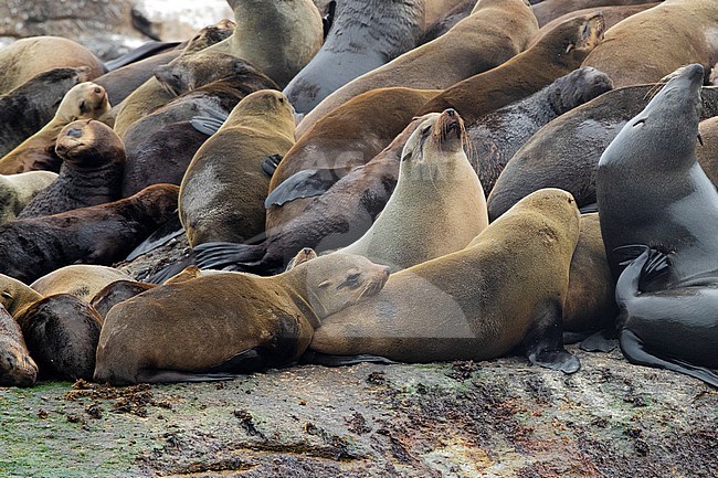 Cape Fur Seal (Arctocephalus pusillus), individuals in a colony, Western Cape, South Africa stock-image by Agami/Saverio Gatto,