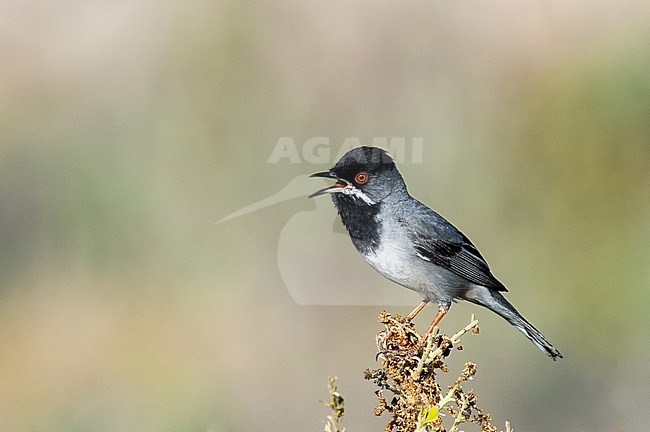 Adult male Rueppell's Warbler (Sylvia ruppeli) perched on top of a coastal bush near Molivos on the island on Lesbos in Greece. stock-image by Agami/Marc Guyt,