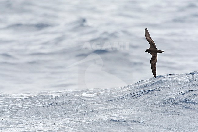 Bulwer's Petrel (Bulweria bulwerii) flying over the Atlantic Ocean off Madeira, Portugal. stock-image by Agami/Marc Guyt,