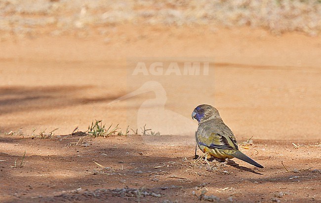Eastern Bluebonnet, Northiella haematogaster haematogaster) resting on the ground. This subspecies is known as the yellow-vented bluebonnet is found in the central north of the species range. stock-image by Agami/Andy & Gill Swash ,