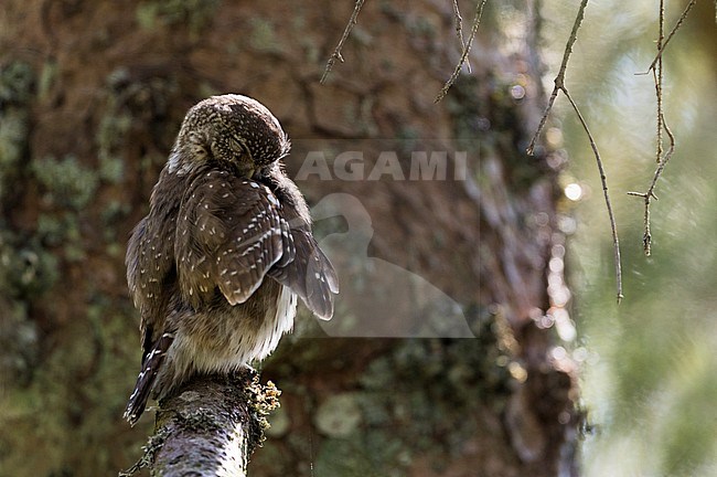 Eurasian Pygmy-Owl - Sperlingskauz - (Glaucidium passerinum ssp. passerinum, Germany, adult stock-image by Agami/Ralph Martin,