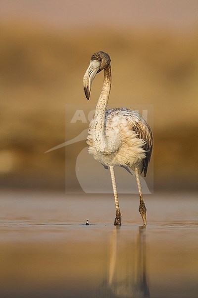Greater Flamingo - Rosaflamingo - Phoenicopterus roseus, Oman, 1st cy stock-image by Agami/Ralph Martin,