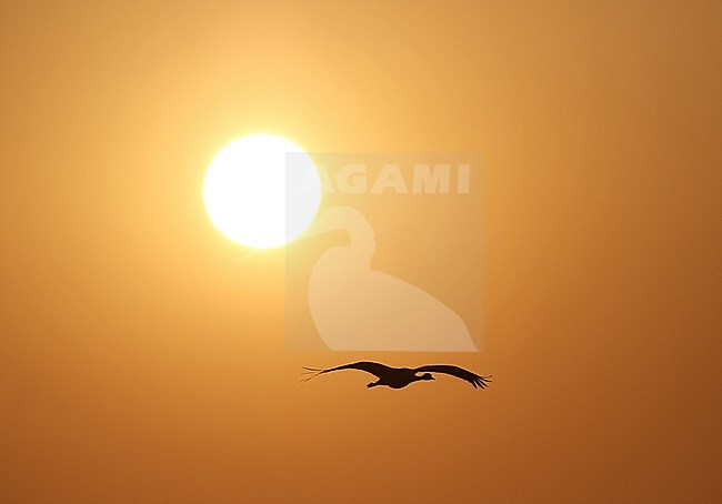 Jufferkraanvogel in vluchtmet op de achtergrond de ondergaande zon; Demoiselle Crane (Anthropoides virgo) in flight against sunset stock-image by Agami/James Eaton,