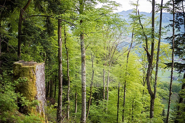 Habitat of White-backed Woodpecker (Dendrocopos leucotos leucotos), a mountain forest in Voralberg, Austria. stock-image by Agami/Ralph Martin,