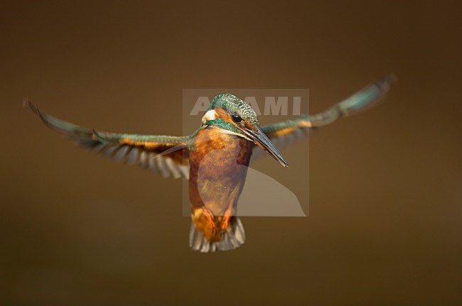 Biddende IJsvogel; Common Kingfisher hovering for fish stock-image by Agami/Danny Green,