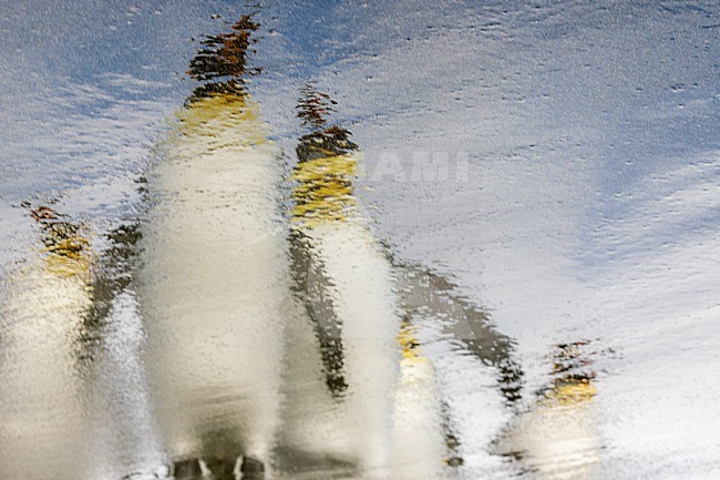 Artistic image of the reflection in the sand beach of a group of King Penguins (Aptenodytes patagonicus patagonicus) in Salisbury Plain, South Georgia.  stock-image by Agami/Rafael Armada,