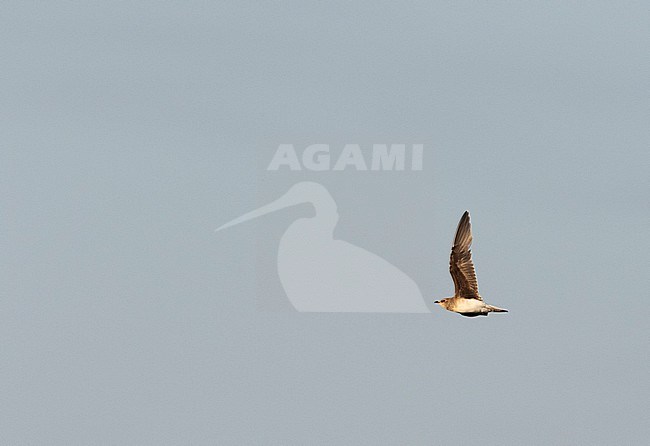 First-winter Black-winged Pratincole (Glareola nordmanni) in flight. Vagrant to the Netherlands. stock-image by Agami/Martijn Verdoes,