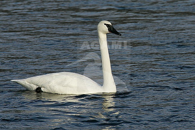 Adult
Wright Co., MN
January 2005 stock-image by Agami/Brian E Small,