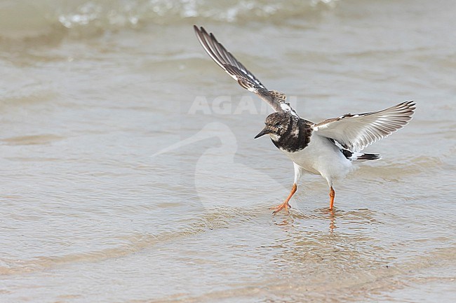 A winter plumage Ruddy Turnstone comes in to land in a the shallow water of the North Sea on Texel. stock-image by Agami/Jacob Garvelink,