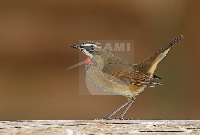 The Siberian Rubythroat (Calliope calliope) is a beautiful Asian species. It breeds from the Oeral across Russia and winters in southeast Asia. stock-image by Agami/Eduard Sangster,