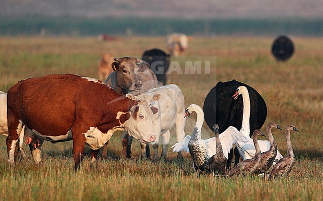Adult Mute Swans (Cygnus olor) defending their young from aggressive cattle in Denmark. In the end one swan was killed and the male broke its wings. stock-image by Agami/Helge Sorensen,
