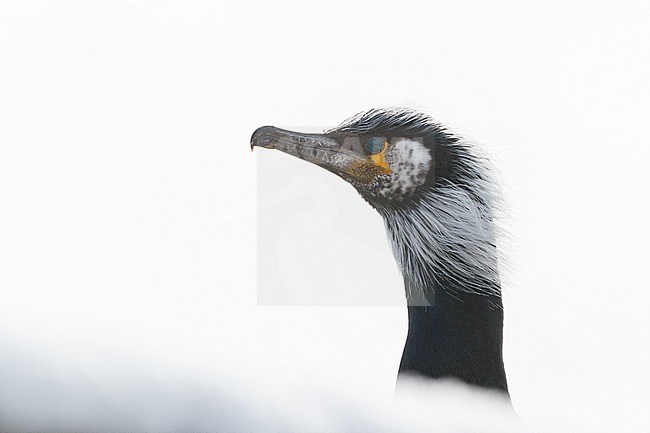 Japanese Cormorant, Phalacrocorax capillatus stock-image by Agami/Stuart Price,